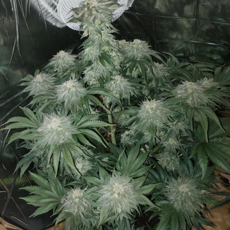 Oss Peanut Butter (ogkb) fem