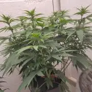 GHS White Rhino