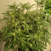 Orange cake (mystery strain)