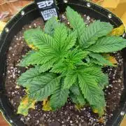 Papaya sherbet fem FB