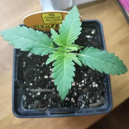 Oss Peanut Butter (ogkb) fem