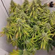 GHS White Rhino