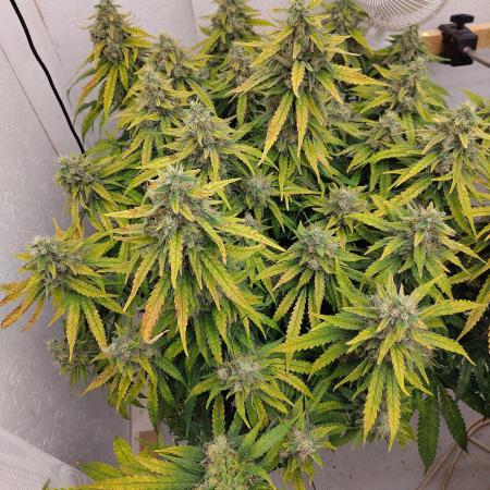 GHS White Rhino