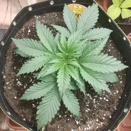 Oss Peanut Butter (ogkb) fem