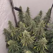 GHS White Rhino