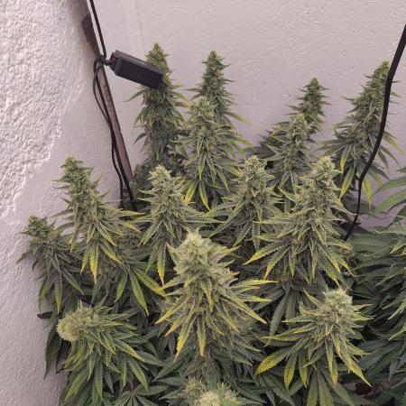 GHS White Rhino