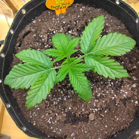 OSS Papaya stank fem