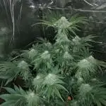 Oss Peanut Butter (ogkb) fem