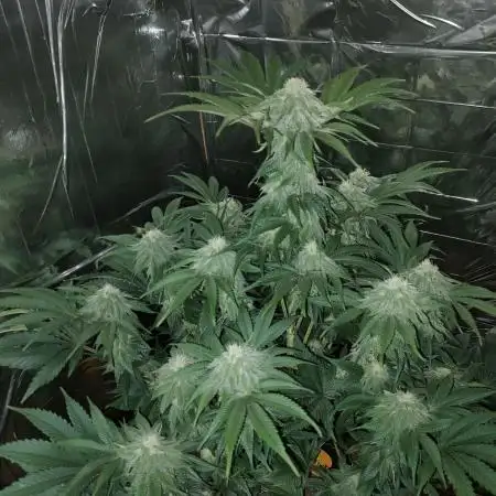 Oss Peanut Butter (ogkb) fem