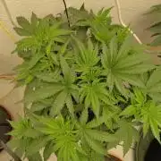 GHS White Rhino