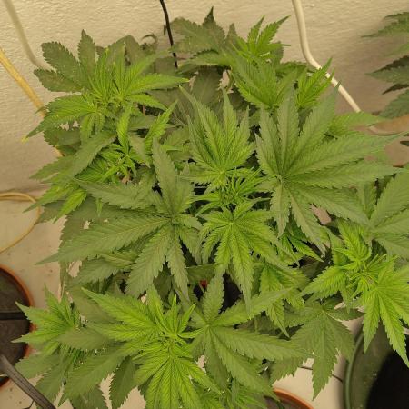 GHS White Rhino