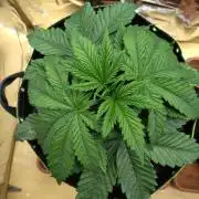 OSS Papaya stank fem