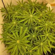 GHS White Rhino