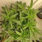Orange cake (mystery strain)