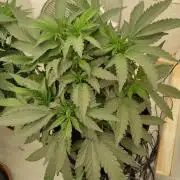 Orange cake (mystery strain)