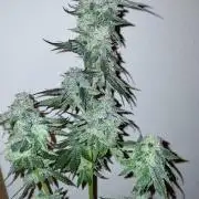 Orange cake (mystery strain)