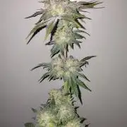 Papaya sherbet fem FB