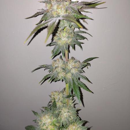 Papaya sherbet fem FB