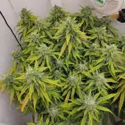 GHS White Rhino