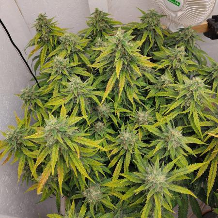 GHS White Rhino