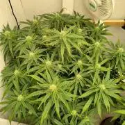 GHS White Rhino