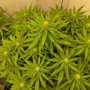 GHS White Rhino