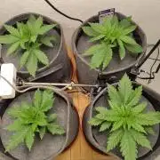 GHS White Rhino
