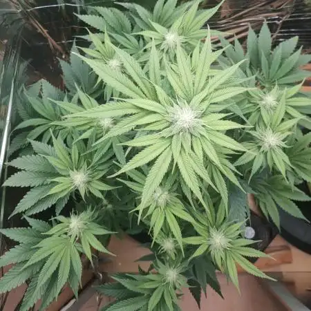 Oss Peanut Butter (ogkb) fem