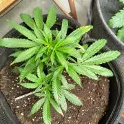Orange cake (mystery strain)