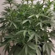 Orange cake (mystery strain)
