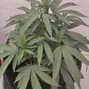 Orange cake (mystery strain)