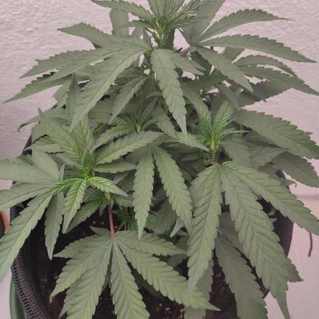 Orange cake (mystery strain)
