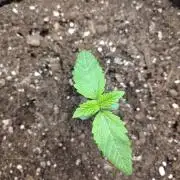 OSS Papaya stank fem