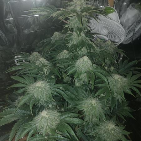 Oss Peanut Butter (ogkb) fem