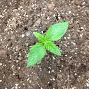 Papaya sherbet fem FB