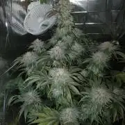 Oss Peanut Butter (ogkb) fem
