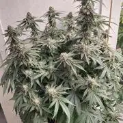 Orange cake (mystery strain)