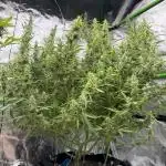 1st grow mutt tent