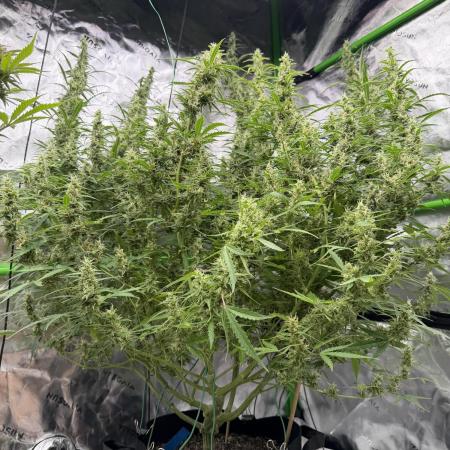 1st grow mutt tent