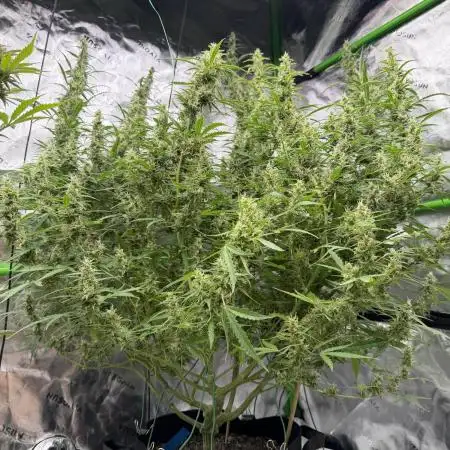 1st grow mutt tent