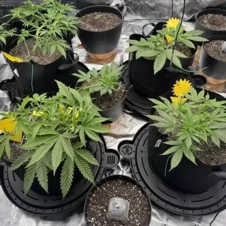 1st grow mutt tent