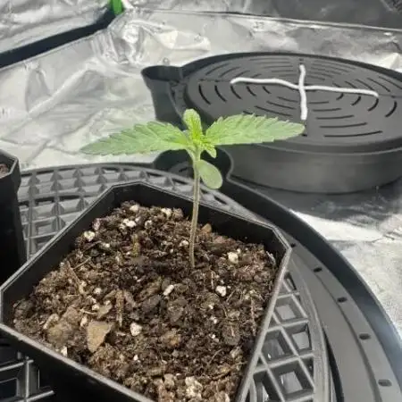 1st grow mutt tent