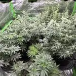 1st grow mutt tent