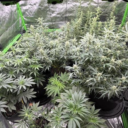 1st grow mutt tent