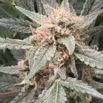 1st grow mutt tent
