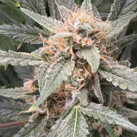 1st grow mutt tent