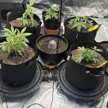 1st grow mutt tent