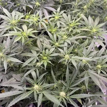 1st grow mutt tent