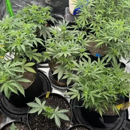 1st grow mutt tent