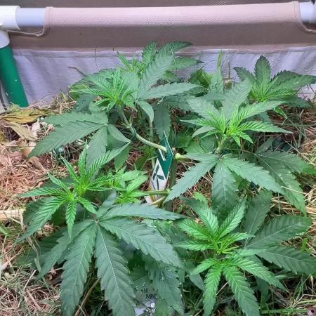 Cherry limeade Doja in living soil